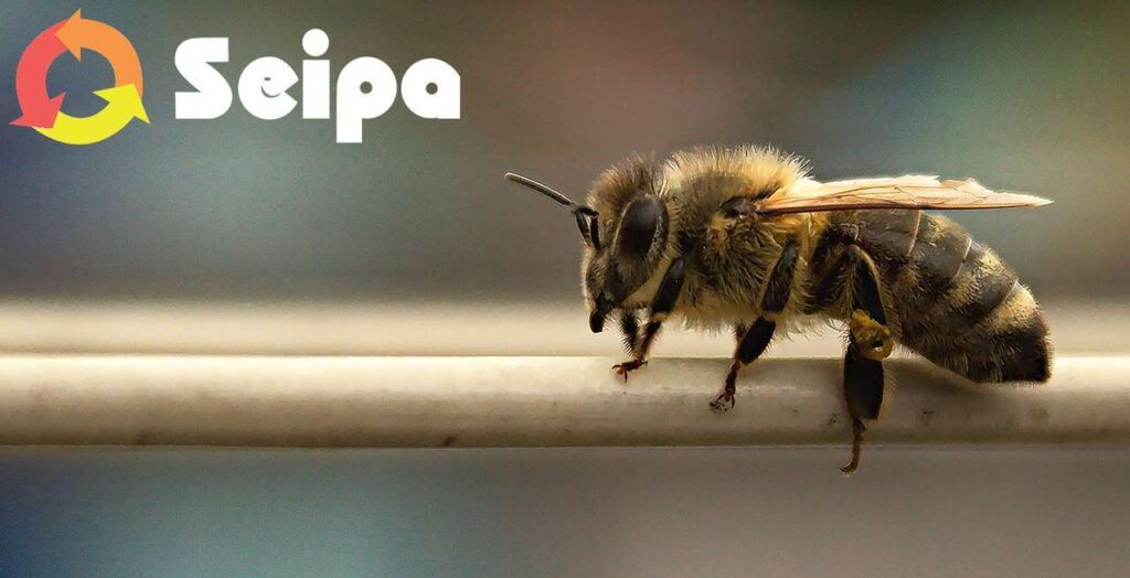 API IN AZIENDA: SEIPA RADDOPPIA E RILANCIA ANCORA PER IL 2026